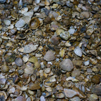 Noordzee schelpen