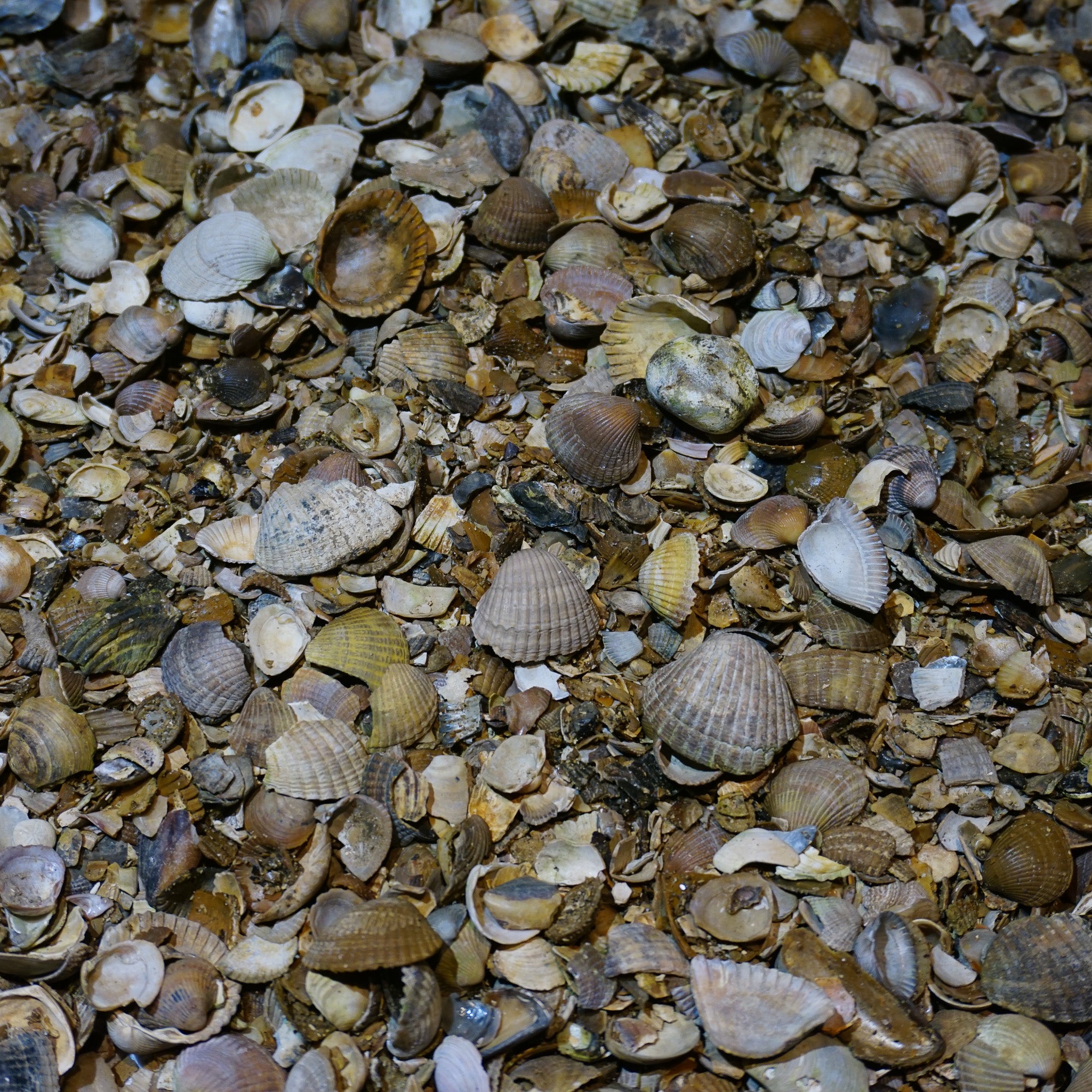 Noordzee schelpen