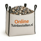 Noordzee schelpen