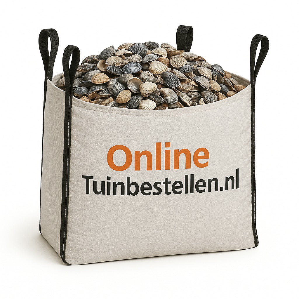 Noordzee schelpen